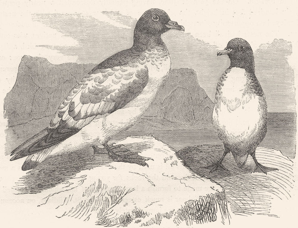 SOUTH AFRICA. Sea-Flier. Petrel, Storm Bird. Cape c1870 old antique print